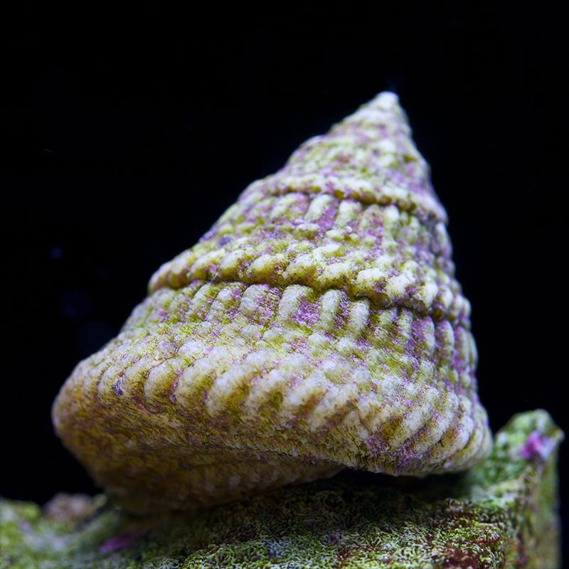 Turbo Astreia (Astraea Tecta)