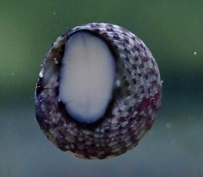 Turbo Snail  (Tegula Viridula)