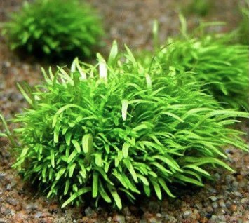 Utricularia Graminifolia