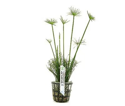 Cyperus Papyrus (Nanus)