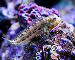 Peixe Blenio Macaco Verde (Scartella Cristata)