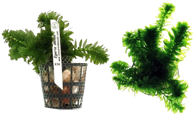 Planta Natural Egeria Densa (Elodea) Chácara Takeyoshi