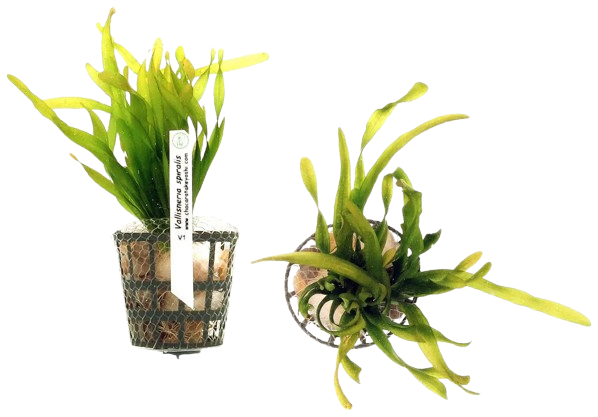 Planta Natural Vallisneria Spiralis Chácara Takeyoshi