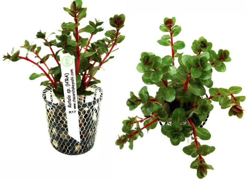 Rotala sp. (H'RA)